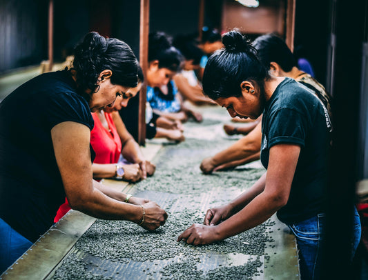 Women coffee farmers around a table sorting coffee beans